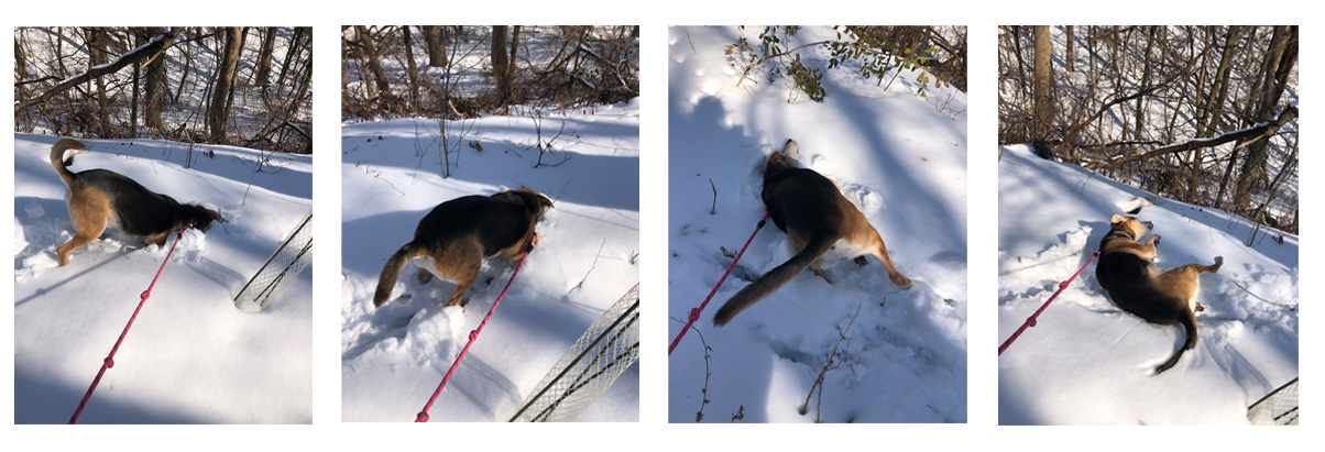 Matilda Dog In Snow